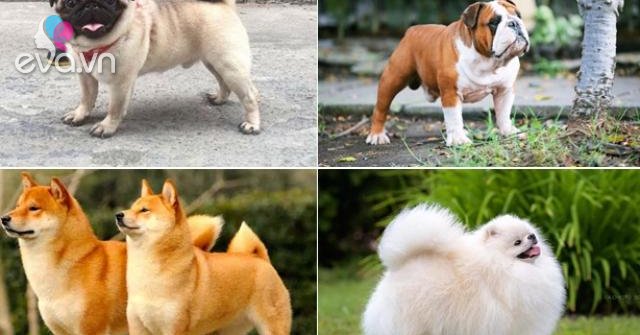 Chó cảnh - Những giống chó được ưa chuộng và cách nuôi