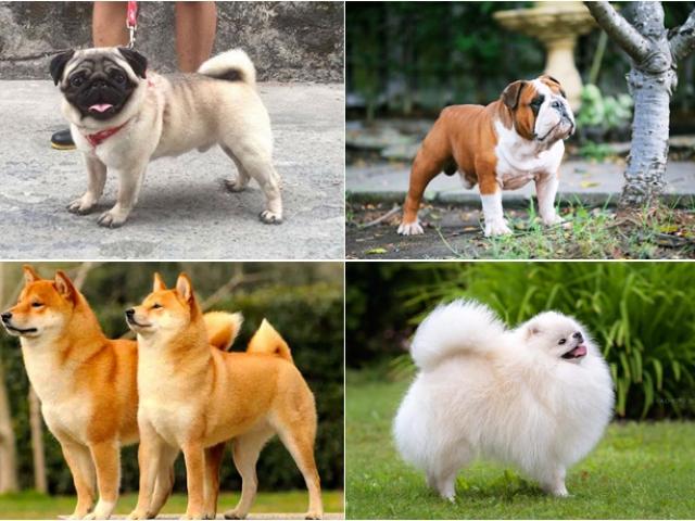 Chó cảnh - Những giống chó được ưa chuộng và cách nuôi