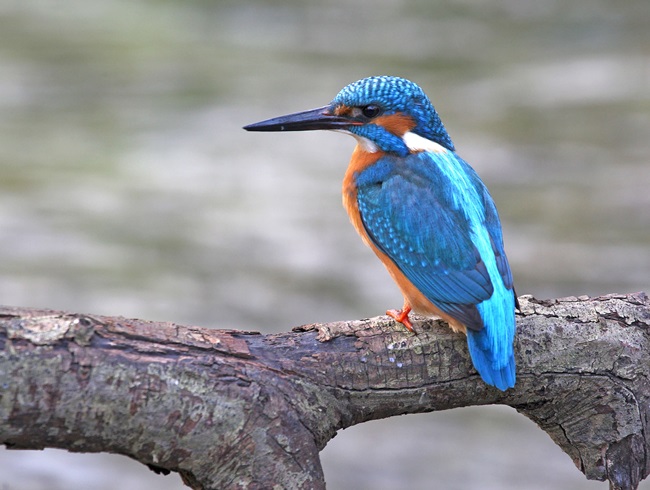 Kingfisher - Behavioral characteristics and habitat - 2