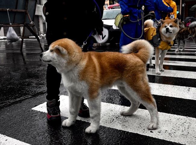 Chó Akita - 10 sự thật về giống chó đáng yêu này - 3