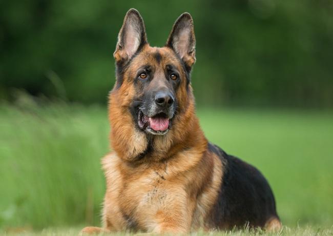 Chó Becgie - Dòng chó thông minh, nhanh nhẹn và trung thành - 5