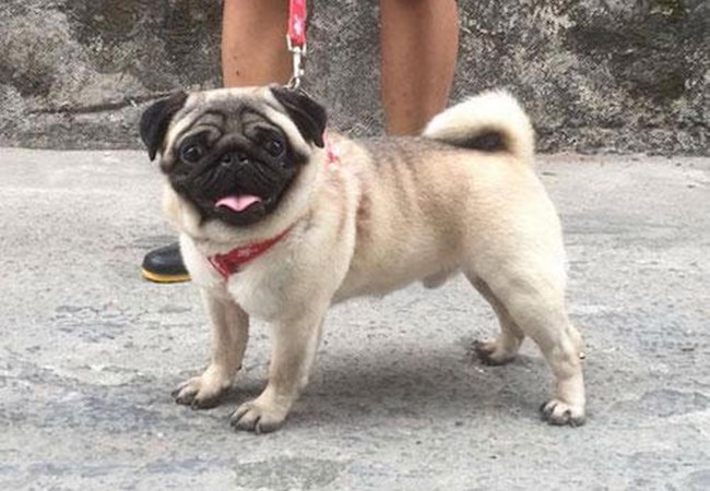 Chó cảnh - Những giống chó được ưa chuộng và cách nuôi - 2