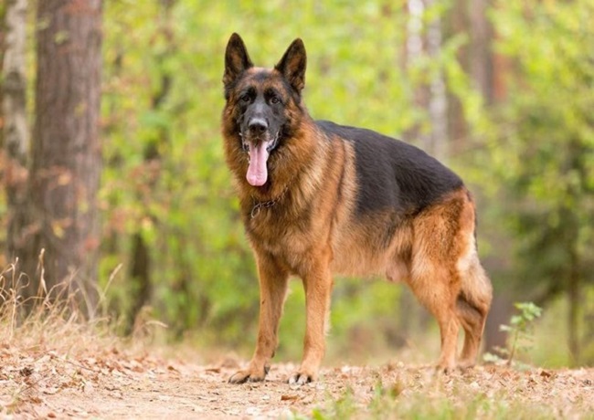 Chó Becgie - Dòng chó thông minh, nhanh nhẹn và trung thành - 10