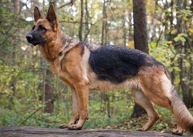 Chó Becgie - Dòng chó thông minh, nhanh nhẹn và trung thành - 4