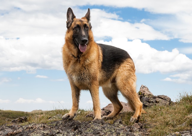 Chó Becgie - Dòng chó thông minh, nhanh nhẹn và trung thành - 6