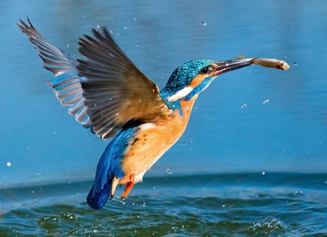 Kingfisher - Behavioral characteristics and habitat - 1