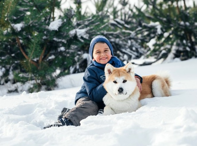Chó Akita - 10 sự thật về giống chó đáng yêu này - 7