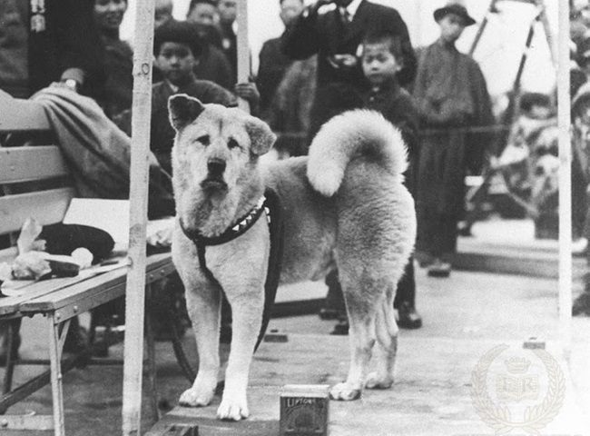 Chó Akita - 10 sự thật về giống chó đáng yêu này - 4