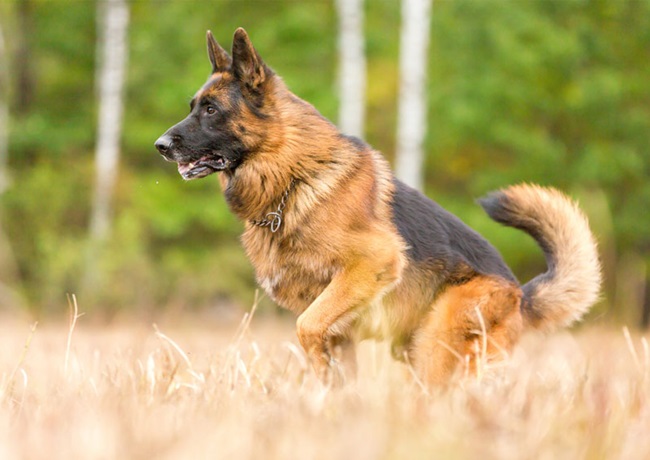 Chó Becgie - Dòng chó thông minh, nhanh nhẹn và trung thành - 3