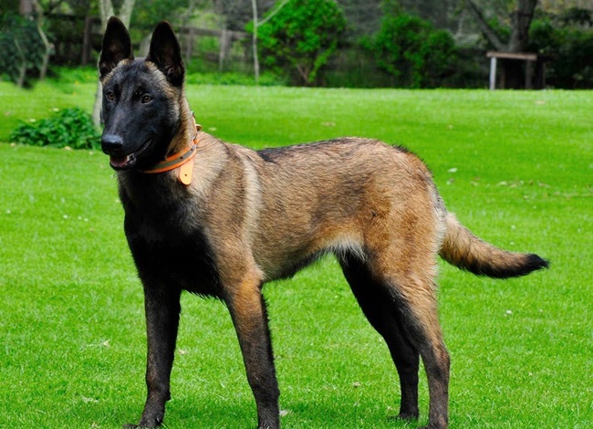 Chó Becgie - Dòng chó thông minh, nhanh nhẹn và trung thành - 9