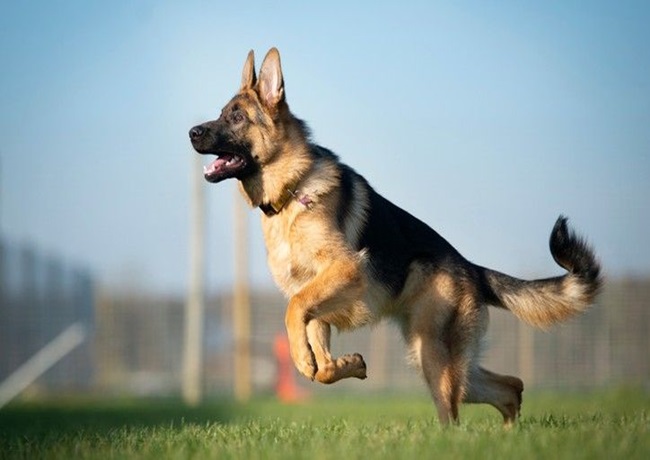 Chó Becgie - Dòng chó thông minh, nhanh nhẹn và trung thành - 12