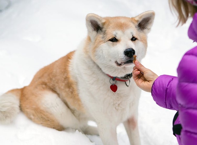Chó Akita - 10 sự thật về giống chó đáng yêu này - 10