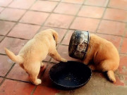 Chó cỏ - Đặc điểm và những giống chó phổ biến hiện nay