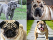 Những giống chó mặt nhăn đáng yêu và phổ biến nhất