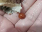 Tin tức - Đang ăn ốc thì nhai phải vật cứng, cô gái "vớ bẫm" khi phát hiện thứ bên trong