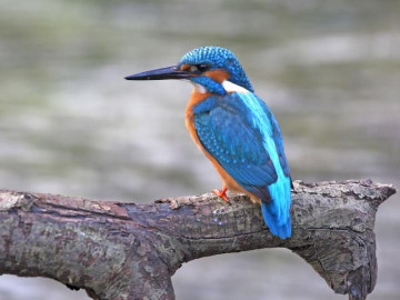 Chim bói cá - Đặc điểm tập tính và môi trường sống