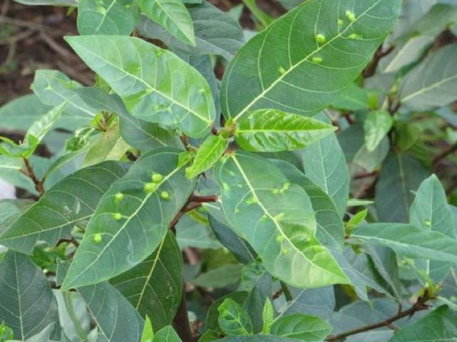 Tác dụng của lá sung là gì? Uống nước lá vối có ích gì không?