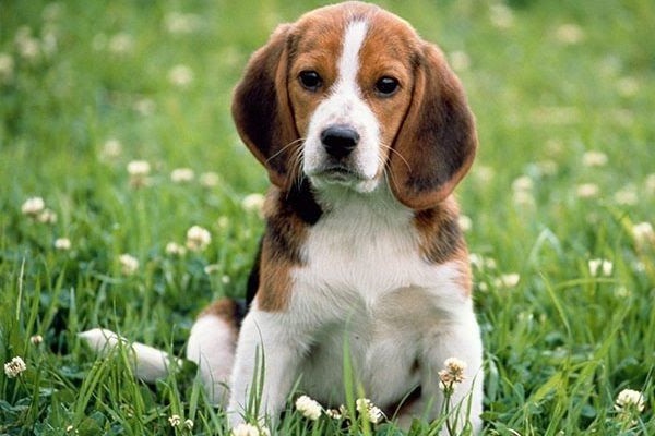 Hình ảnh chó săn thỏ Beagle