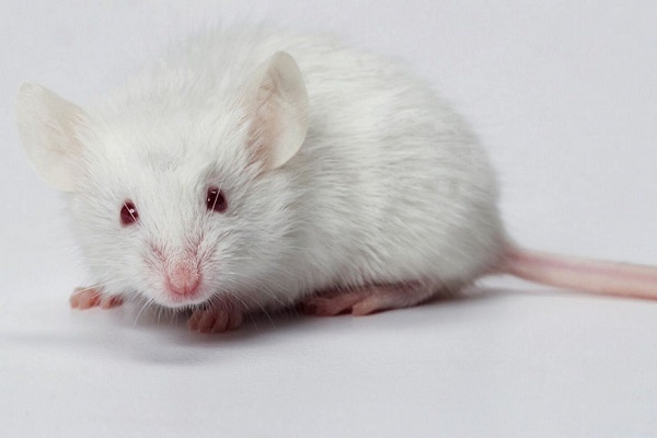 chuột bạch là gì
