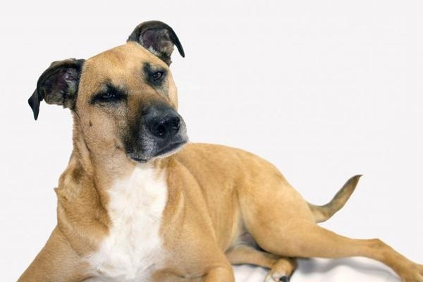 25 Giống chó săn phổ biến được ưa chuộng ở Việt Nam và thế giới - 12