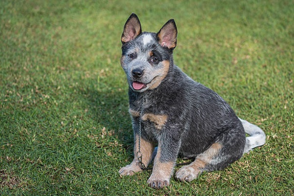 25 Giống chó chăn cừu phổ biến nhất hiện nay - 1