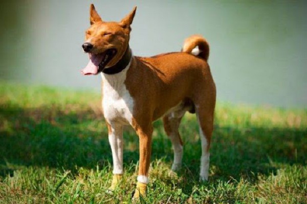 25 Giống chó săn phổ biến được ưa chuộng ở Việt Nam và thế giới - 17