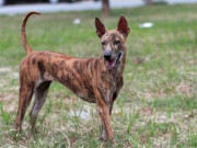 Chó Phú Quốc - Đặc điểm nhận biết và cách nuôi