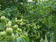 Tiêu dùng - Xưa chín rụng không mấy ai ngó ngàng, nay là đặc sản nổi tiếng 200.000/kg được "săn lùng" ráo riết