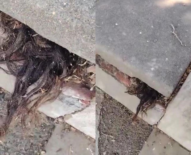 Thấy nhúm tóc thò ra từ ngôi mộ 100 tuổi, người đàn ông hốt hoảng khi quay trở lại - 1