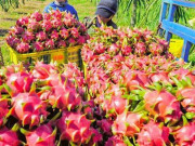 Tiêu dùng - Bình Thuận nói gì về thông tin Trung Quốc phát hiện SARS-CoV-2 trên bao bì thanh long?