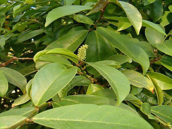 Cây bí bái (hay còn gọi là cây của Viễn Đông và Đông Dương), thường mọc ở trong rừng thứ sinh, rừng còi, ven rừng và đồi cây bụi vùng trung du và miền núi.