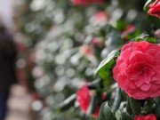 Nhà đẹp - Loài hoa đẹp hiếm có chỉ xuất hiện ở 2 nơi trên thế giới