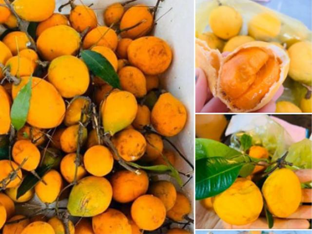Xưa chín rụng đầy gốc không ai thèm nhặt, nay là đặc sản hiếm 210.000 đồng/kg, nhà giàu săn lùng