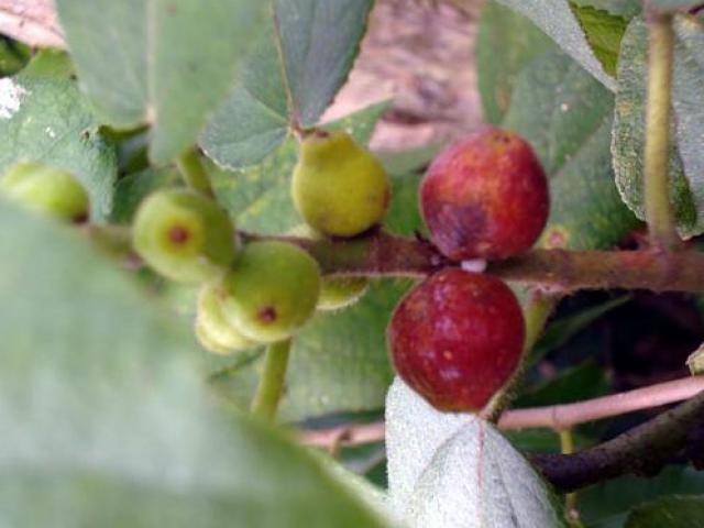 Xưa mọc đầy hàng rào không ai ái, giờ thành đặc sản được dân thành phố lùng mua