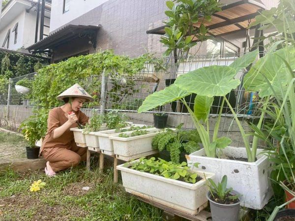 Mấy tháng nghỉ dịch ở nhà trồng rau, Nhật Kim Anh thu hoạch mướp dài gần bằng người - 7