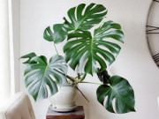 Nhà đẹp - Loại cây này không cần ánh sáng mặt trời để phát triển, rất thích hợp trồng trong nhà