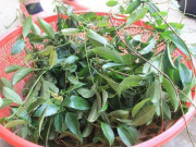 Tiêu dùng - Lá lồm nay là đặc sản nổi tiếng 180.000/kg, đắt ngang thịt lợn