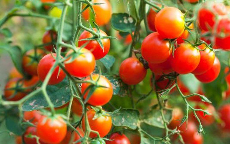 Ăn cà chua có lợi ích gì? Những tác dụng còn ít biết của cà chua - 3