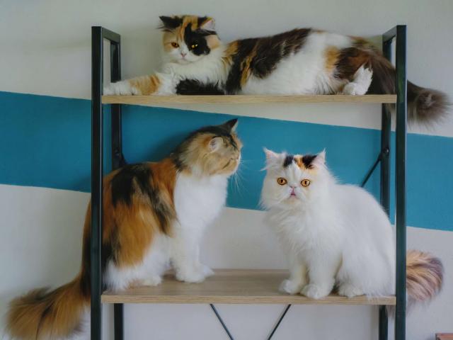 Mèo Tam thể - Nguồn gốc, đặc điểm và cách nuôi