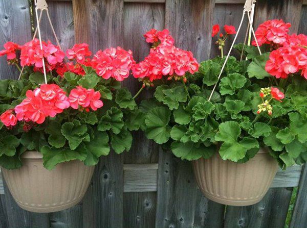 5 loại hoa làm muỗi sợ phát khiếp, trồng một chậu ở ban công quanh năm không phải lo - 4