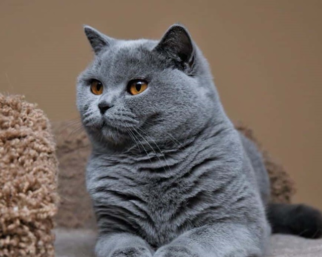 Mèo cảnh - Những loại mèo được yêu thích nhất - 2