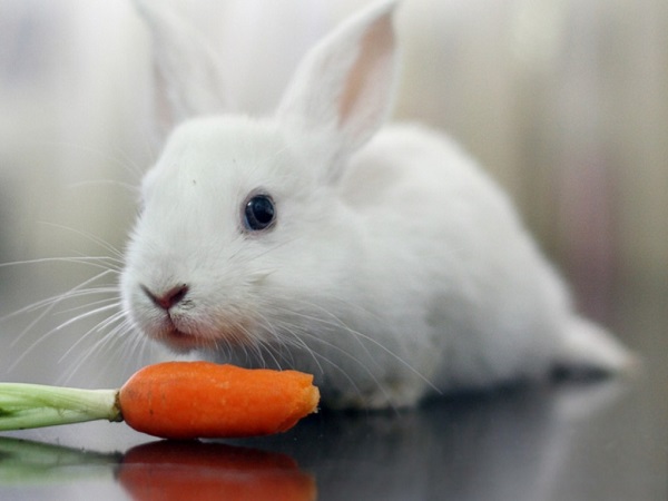 Thỏ là loài ăn tạp, có thể ăn được nhiều loại thức ăn khác nhau