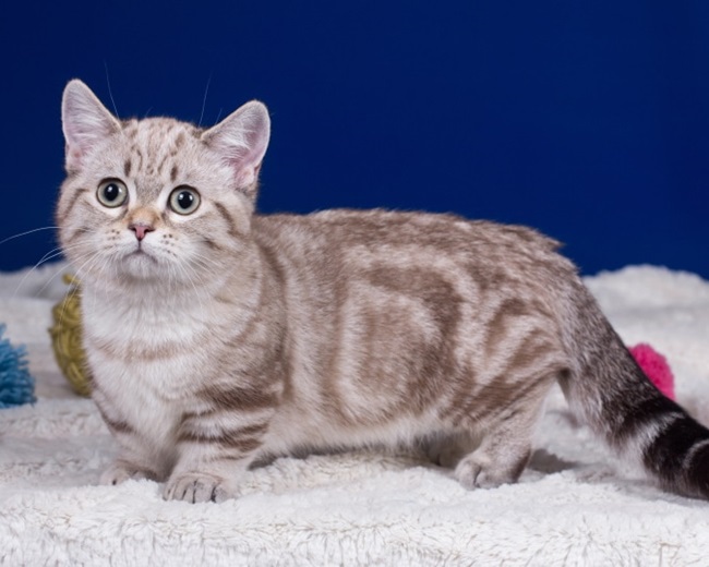 Mèo cảnh - Những loại mèo được yêu thích nhất - 1