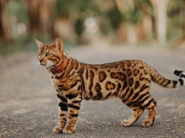 20 loài mèo hoang dã quý hiếm trên thế giới - 1