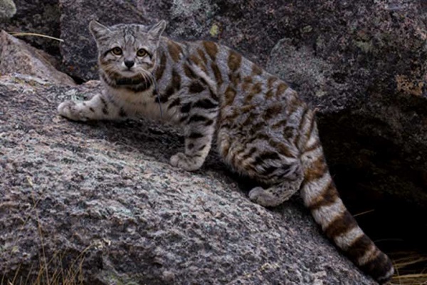 20 Loài mèo rừng hoang dã trong tự nhiên quý hiếm trên thế giới - 16