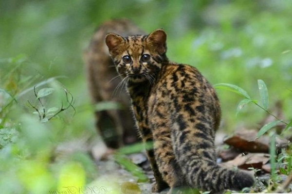 20 loài mèo hoang dã quý hiếm trên thế giới - 5