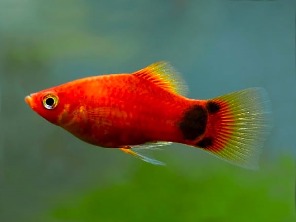 20 Loài cá cảnh nhỏ đẹp, dễ nuôi cho bể cá của bạn - 1