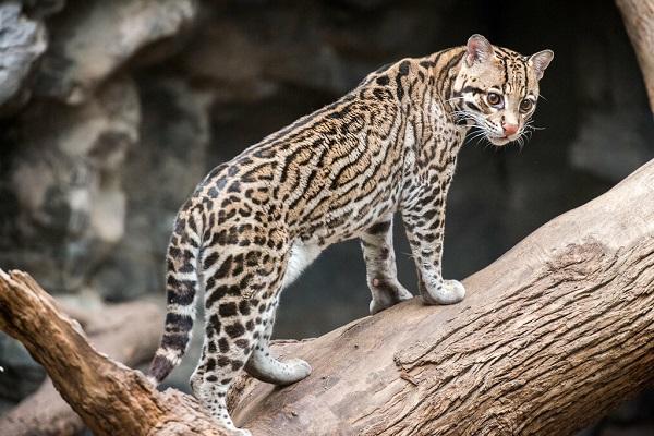 20 Loài mèo rừng hoang dã trong tự nhiên quý hiếm trên thế giới - 9