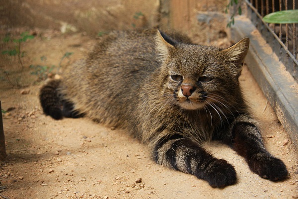 20 loài mèo hoang dã quý hiếm trên thế giới - 11 con