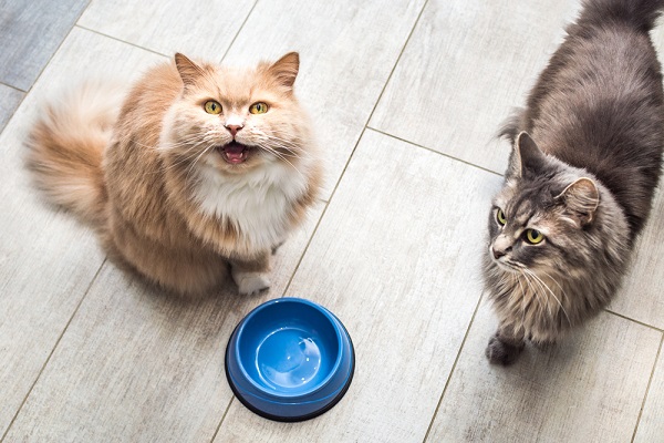 Chế độ dinh dưỡng rất quan trọng cho loài mèo khi bị tiêu chảy